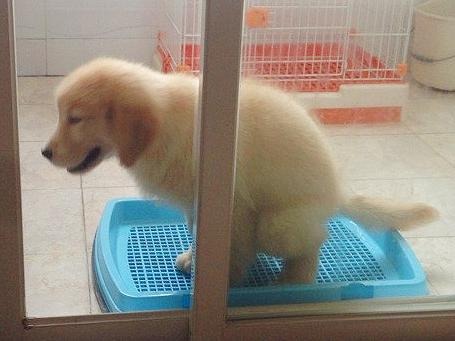 如何让幼犬在指定地方大小便,强行训练幼犬大小便
