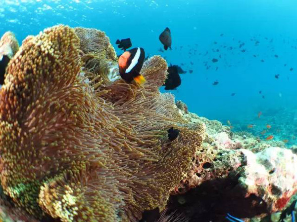 南海最富有的岛,南海明珠岛