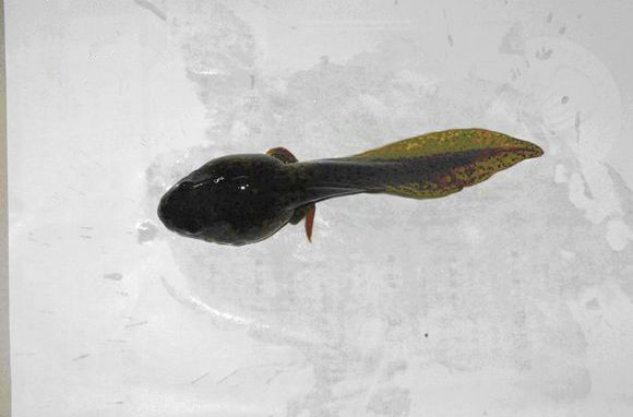 你知道蝌蚪是如何变成青蛙的吗,蝌蚪为什么要变成馒头蛙