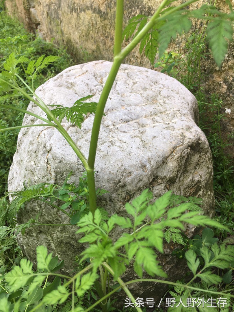 正宗枸杞野菜图片,枸杞苗野菜