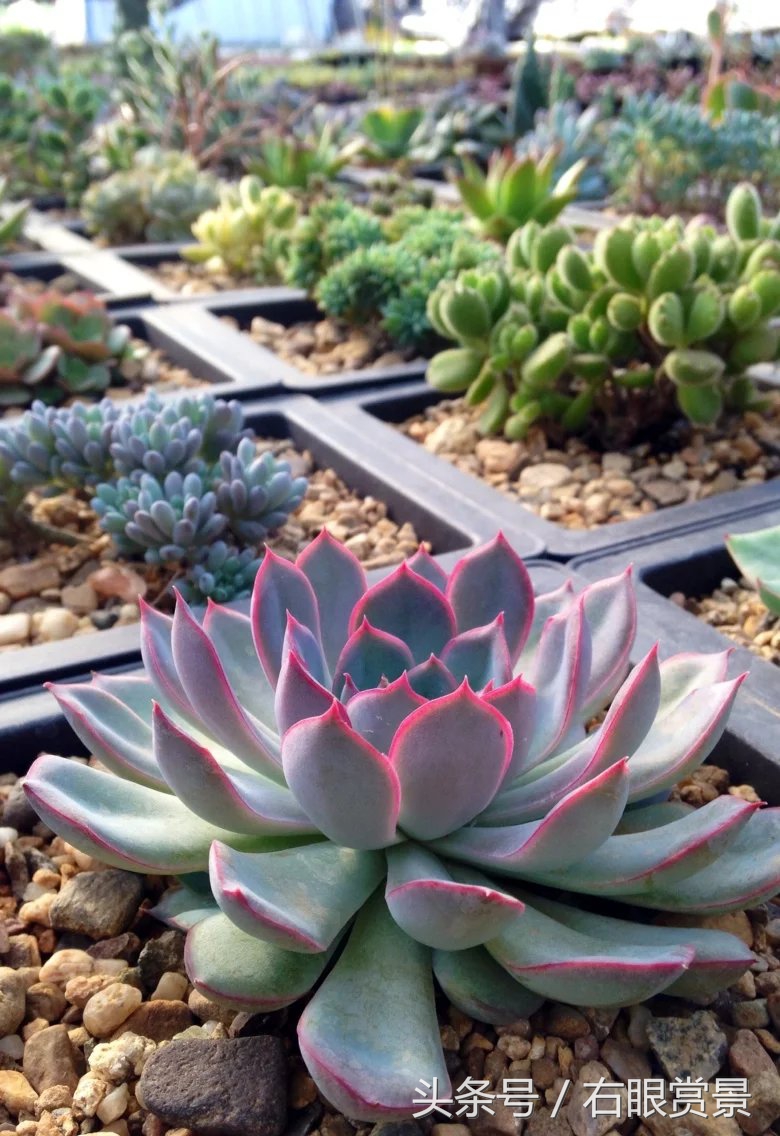 精品多肉颗颗都是韩版欧货老桩让您大呼过瘾