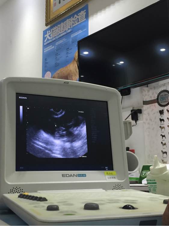 边牧狗狗怀孕多少天显肚子,边牧怀孕多久才可以照b超