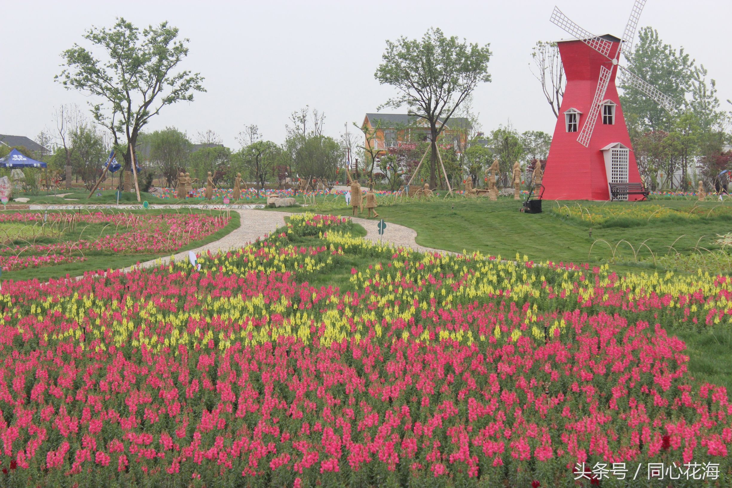美丽的金鱼草花海,金鱼草花海