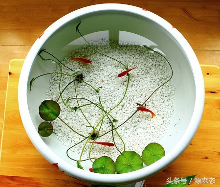 碗莲不用泥土用水能开花吗,碗莲水养的种植方法和注意事项