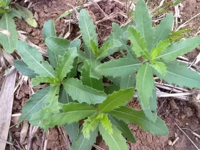 可吃的六种野菜,最有营养的六种野菜