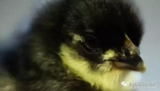 汶上芦花鸡散养基地,芦花鸡是什么鸡