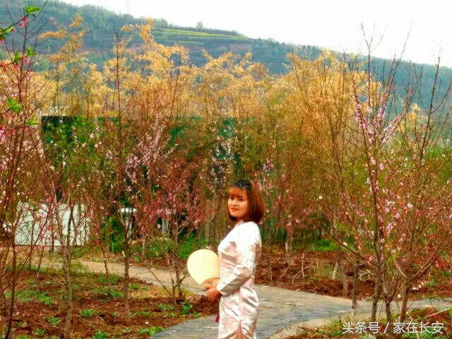 西安城南,樊川胜景人面桃花园,2017年4月29日隆重开园!