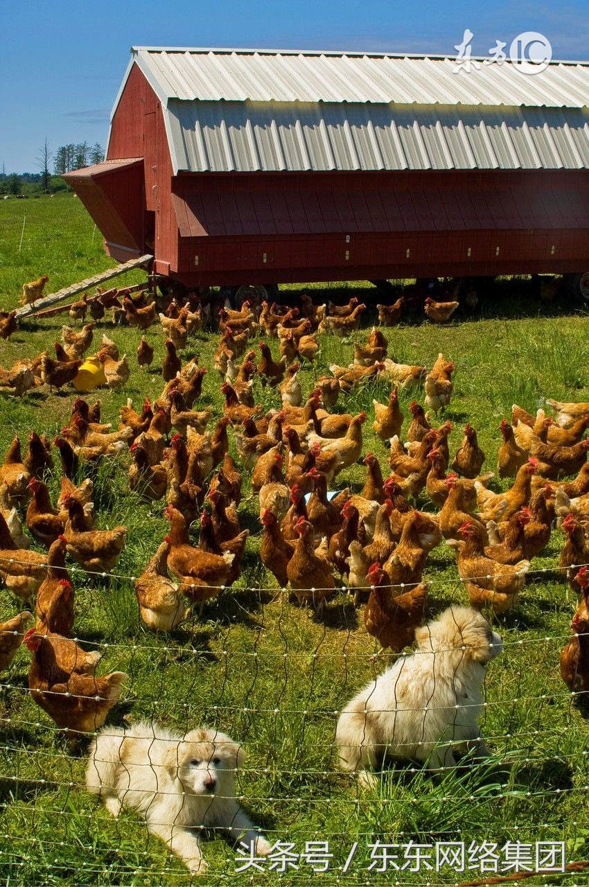 非典型新城疫症状及防治方法,畜禽非典型新城疫怎么用药
