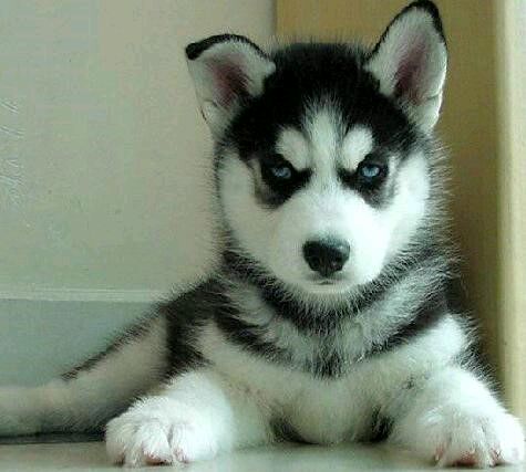 名贵狗狗,黑色名贵狗狗