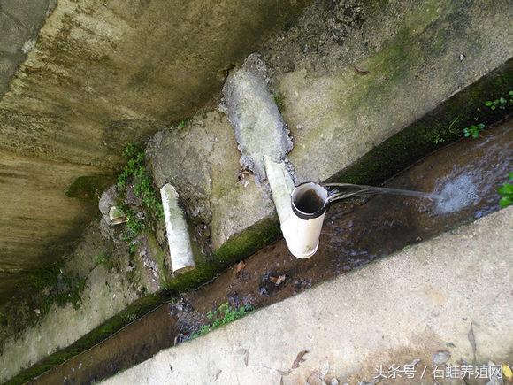 石蛙养殖致富经营方案,石蛙养殖投资收益