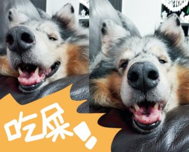 道格队长丨狗狗的行为纠正12期丨夭寿啦！我家狗又在吃屎啦