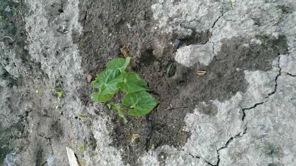 石蛙养殖致富经营方案,石蛙养殖投资收益