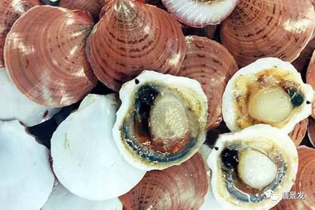 贝类海鲜的品种及图片大全,常见的贝类海鲜图片大全及名称