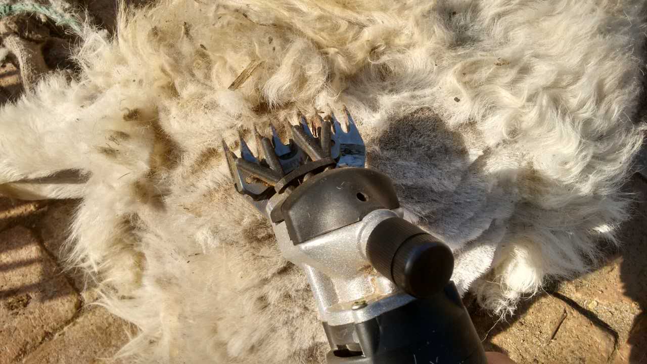 剪羊毛是完整的吗,怎样正确使用羊毛剪