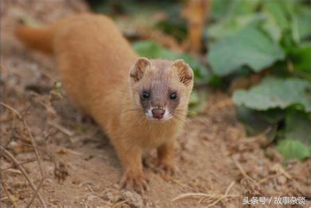 黄鼠狼报复屠夫,黄鼠狼猎杀过程