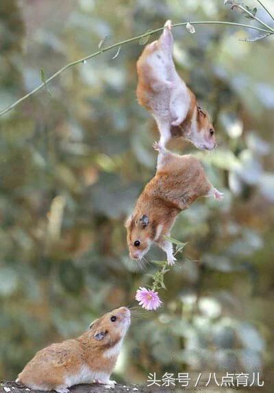 德善爸爸说第一次当爸爸,第一次听到要当爸爸是什么反应