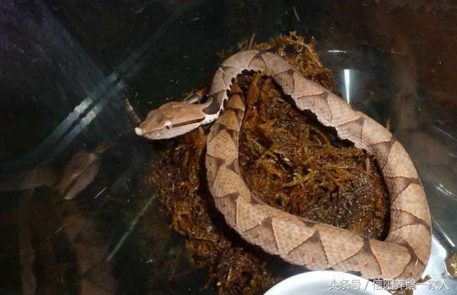 被五步蛇咬了怎么办三种方法,被五步蛇咬了怎么办搞笑回答