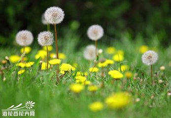 春天的蒲公英的吃法大全,春天吃蒲公英有什么功效