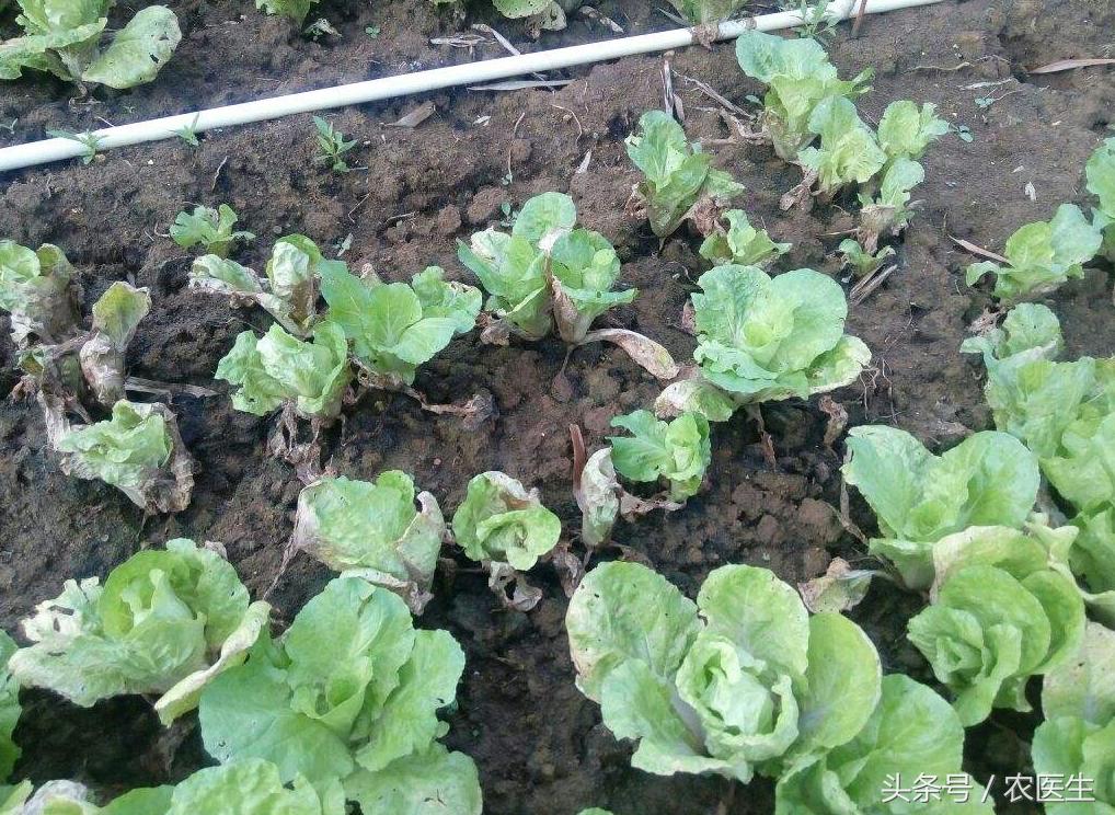 白菜黑腐病怎样防治,茄子半边疯防治措施