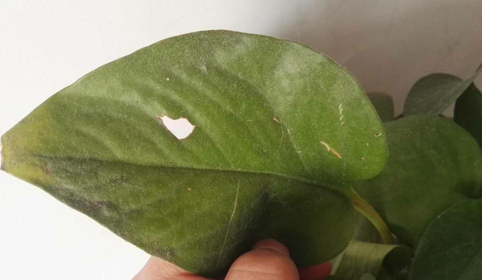 绿萝的叶子发黄可以浇尿吗,绿萝烂叶烂根最好的处理方法