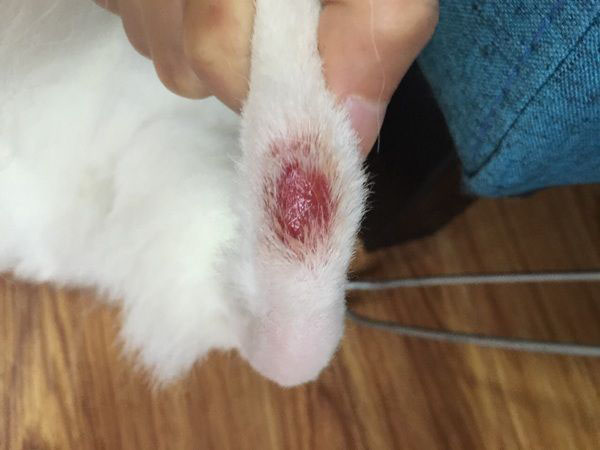 猫咪皮肤病讲解,猫百科猫咪皮肤真菌感染怎么治