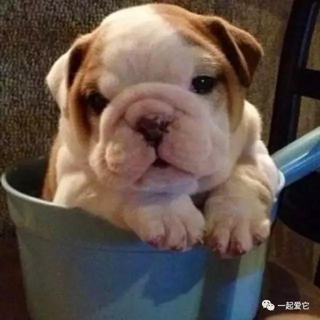 土狗幼犬拉黄色的粑粑什么问题,狗狗拉的便便什么颜色是正常的