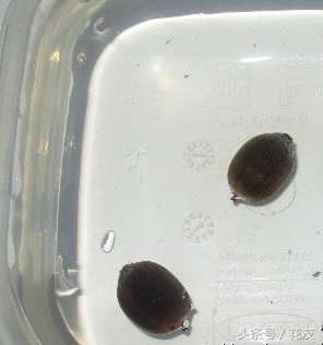 碗莲种植方法全过程,碗莲种植过程图解