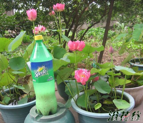 碗莲种植方法全过程,碗莲种植过程图解