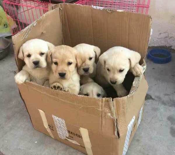 *渎亵**生灵的交易,购买就是助凶,我们称它为星期狗