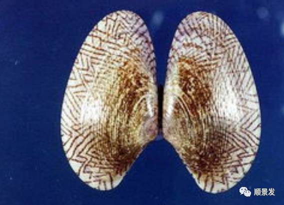 贝类海鲜的品种及图片大全,常见的贝类海鲜图片大全及名称