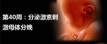 燕窝的正确炖法和吃法孕妇怎么吃 (怀孕期间孕妇什么时候吃燕窝最好)