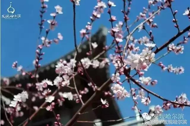 春天哈尔滨好玩的地方,哈尔滨春天景色