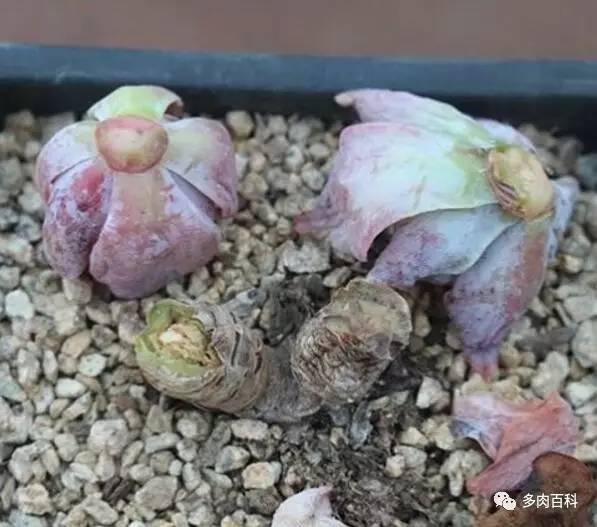 多肉黑茎怎么治,多肉黑叶枯萎怎么办