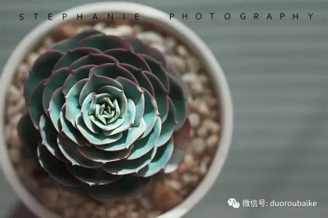 紫外线对植物生长作用与功效,紫外线光对植物生长的影响