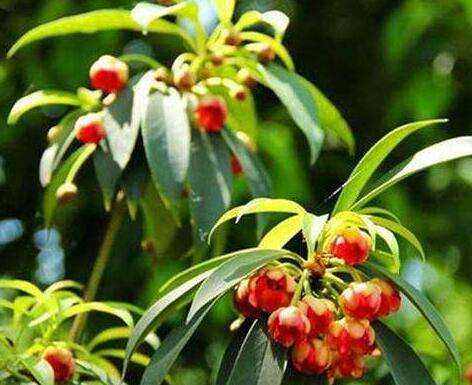 4岁女孩好奇误食野生八角花中毒身亡，家长记住这些花不能随便养