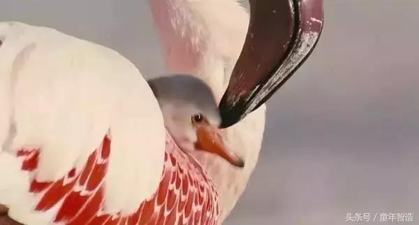 假期一定要带孩子看的5部纪录片,孩子必看的10部自然纪录片