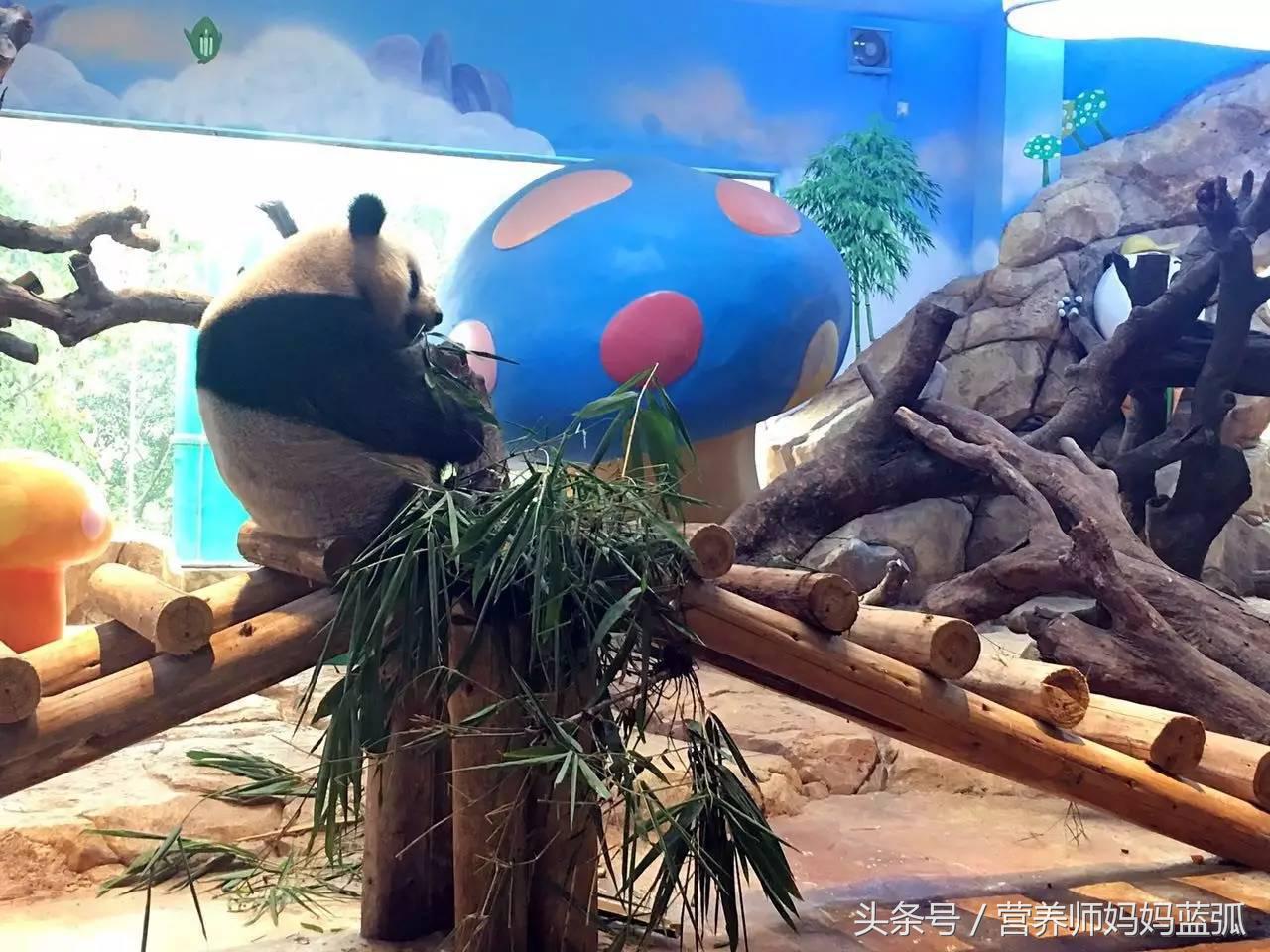 暑假长隆海洋王国游玩感受,海洋王国好玩还是长隆野生动物园