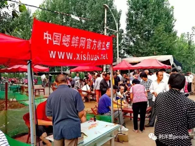 百日虫蝈蝈大概多少钱,百日虫蝈蝈价格