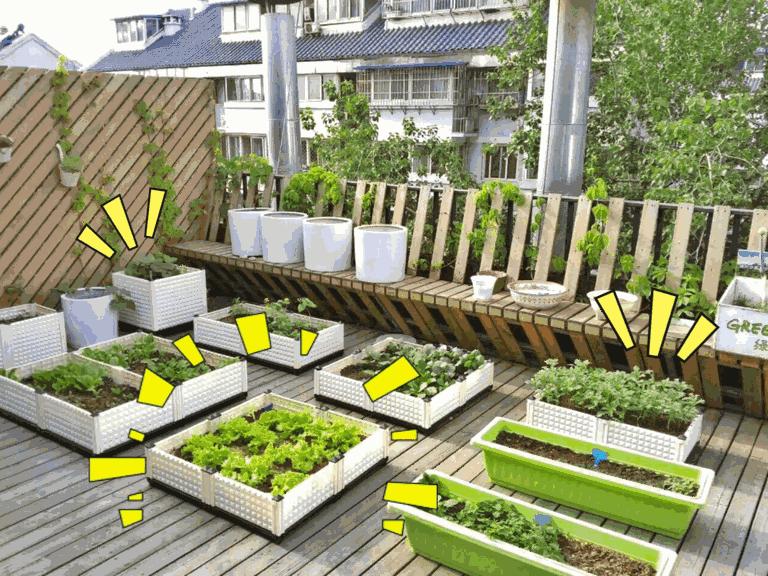 阳台蔬菜的种植方法和步骤,十大阳台蔬菜种植技巧