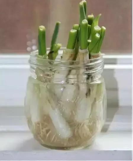 适合阳台种植的蔬菜有哪些特性,在家阳台怎么种蔬菜