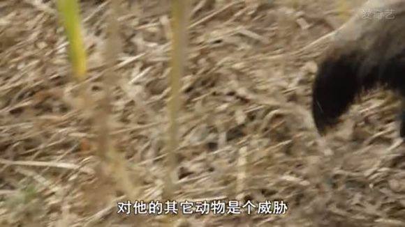 5只平头哥大战一头狮子,狮子隔着铁网吼了平头哥一声