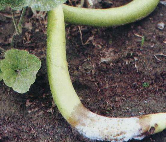 小葫芦的病害防治方法,葫芦科和其它蔬菜病害辨识