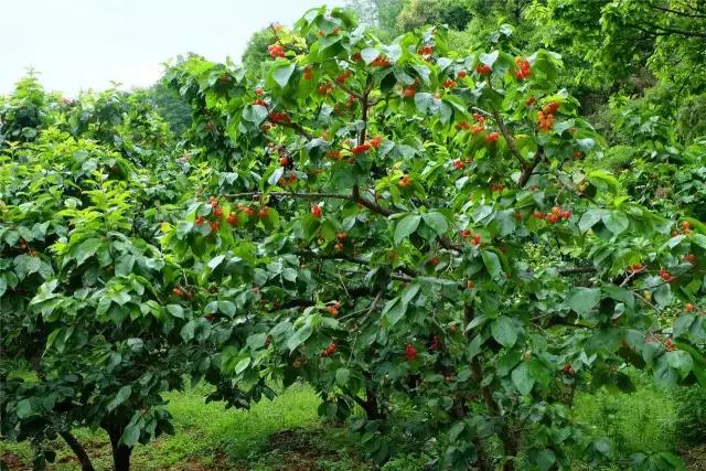 攀枝花哪里的樱桃最好吃,攀枝花市米易县的樱桃