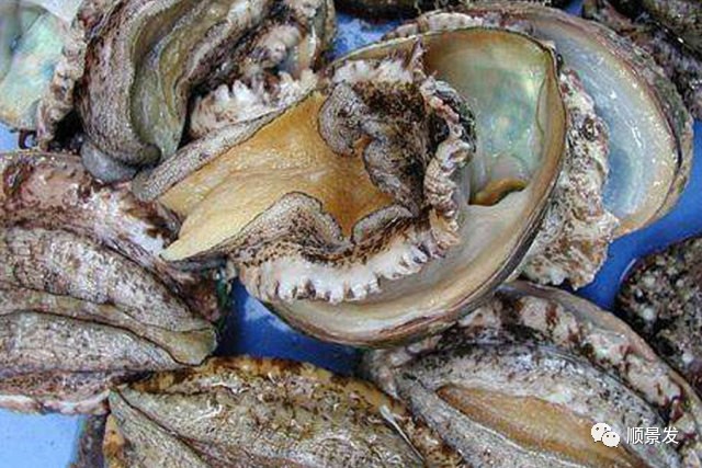 贝类海鲜的品种及图片大全,常见的贝类海鲜图片大全及名称