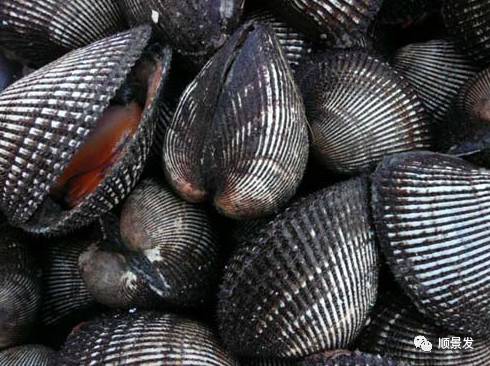贝类海鲜的品种及图片大全,常见的贝类海鲜图片大全及名称