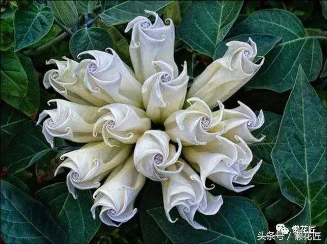 有毒有害的花草有哪些,千万不要碰的10种毒虫