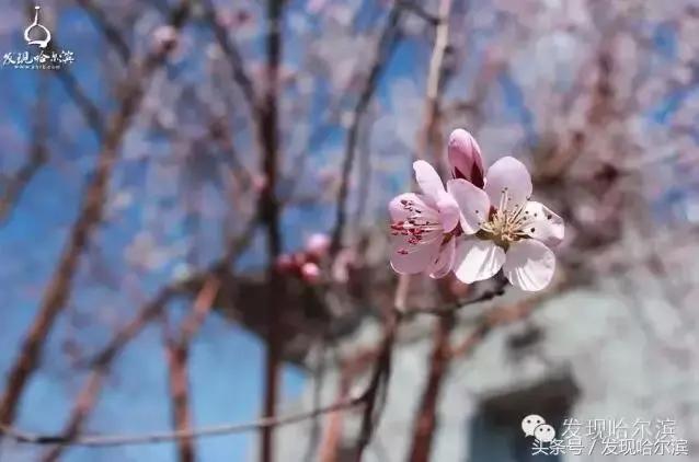 春天哈尔滨好玩的地方,哈尔滨春天景色