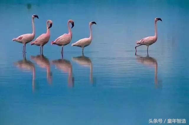 假期一定要带孩子看的5部纪录片,孩子必看的10部自然纪录片