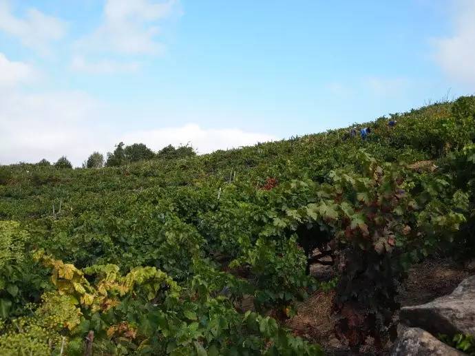 鍔犲埄瑗夸簹缇庨鎺ㄨ崘,鍔犲埄瑗夸簹缇庨鏀荤暐