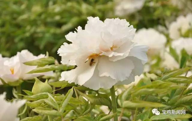 宝鸡到洛阳2日游 (宝鸡到洛阳坐高铁旅游)